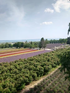 車なし旅　美瑛　富良野